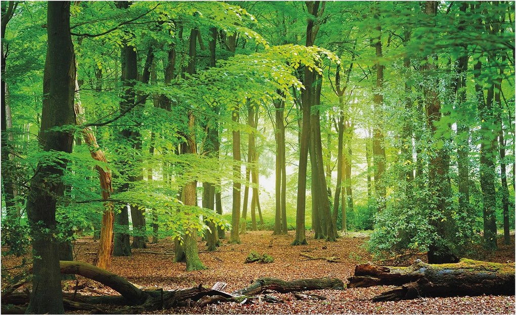 Dekoratív Fotótapéta Hálószobába Zöld erdő 416x254 Ragasztó