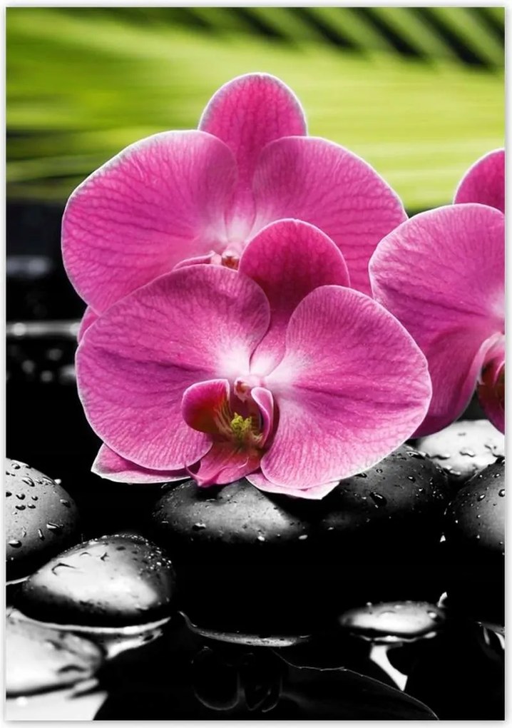 Poszterek 70x100 Spa Kövek és leanderek