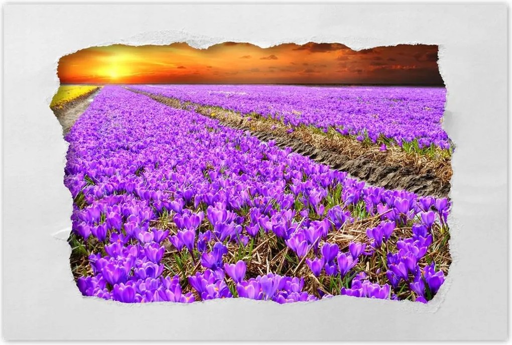Poszterek 90x60 A krókuszok tengere