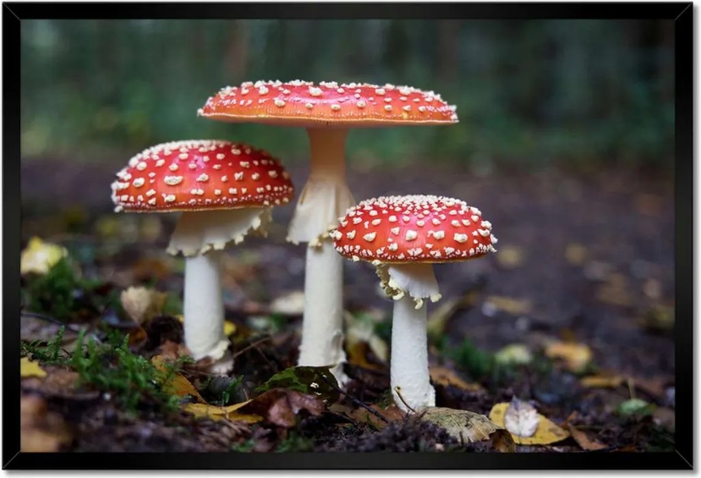 Poszterek keretben 60x40 Makrofotó MacroFoto