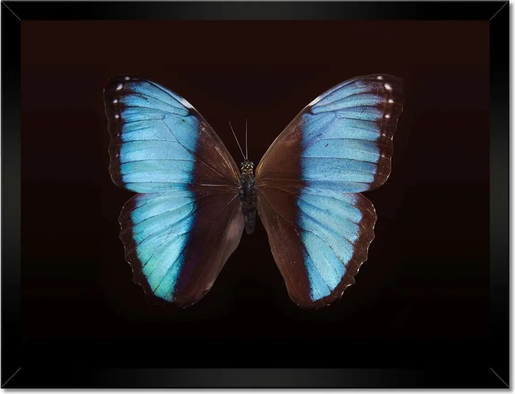 Poszter keretben 40x30 Kék pillangó