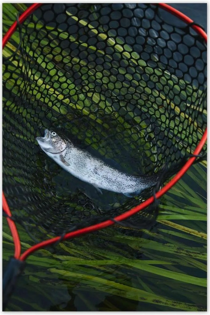 Poszterek 80x120 Halász és pisztrángháló