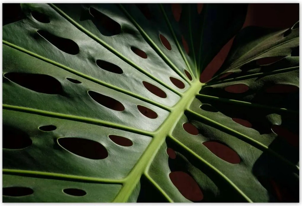 Poszterek 200x135 Mosnter levelek lyukas