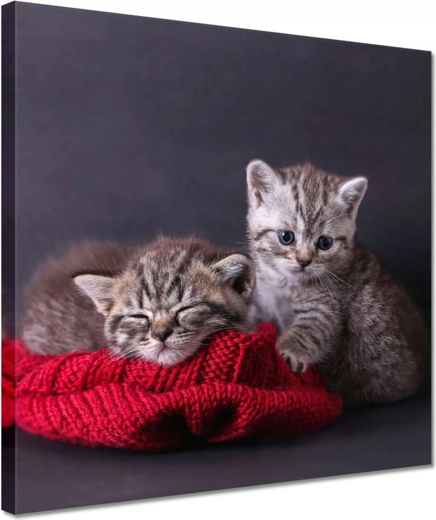 Vászonkép 30x30 Cica Cicák