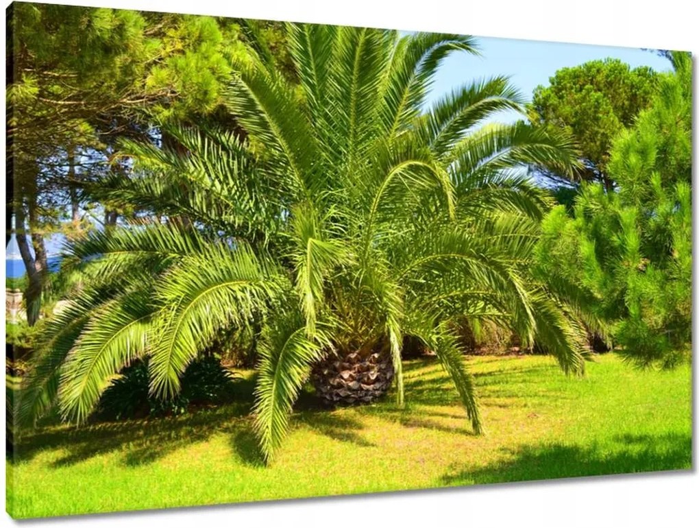 Vászonkép 90x60 Trópusok Tájkép Pálmafák