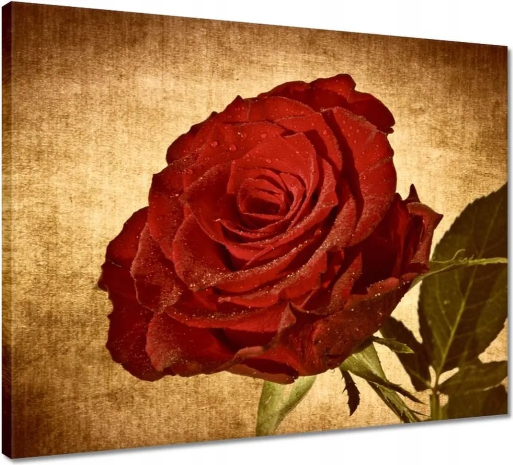 Vászonkép 50x40 Rózsa szépia háttérrel