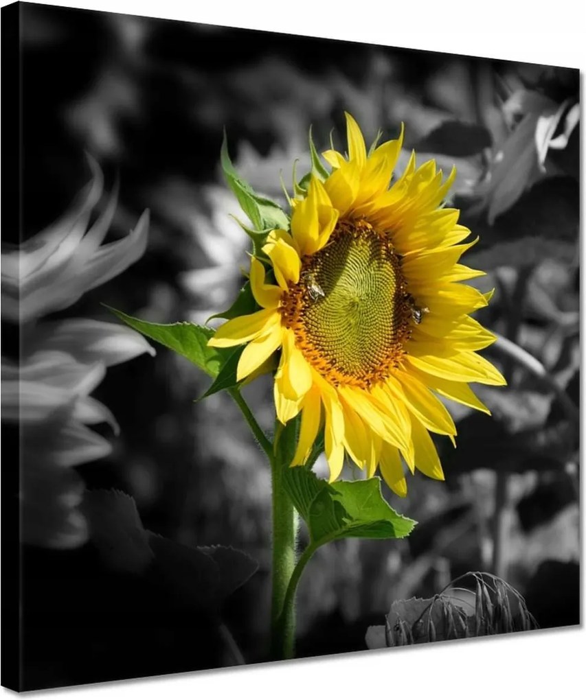 Vászonkép 30x30 Napraforgó