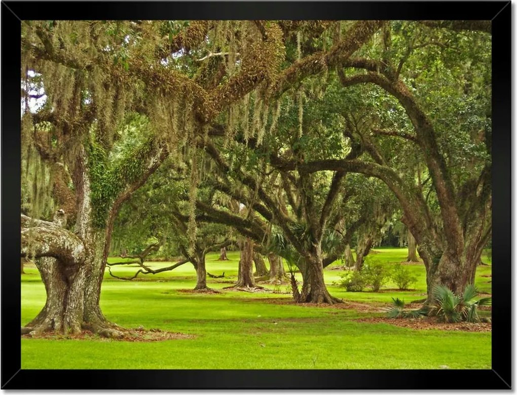 Poszterek keretben 40x30 Park tölgyfákkal
