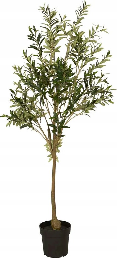 Olajfa cserépben, műnövény Ib Laursen, 165 cm