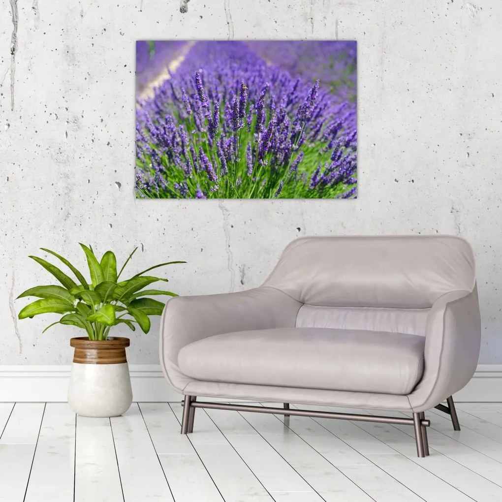 Kép - levandula (üvegen) (70x50 cm)