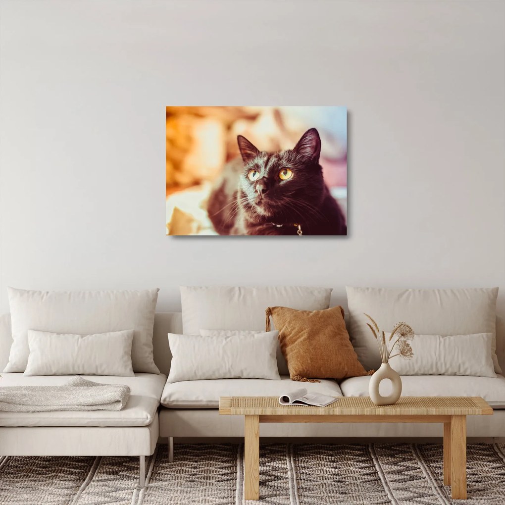 Fekete macska képe (üvegen) (70x50 cm)