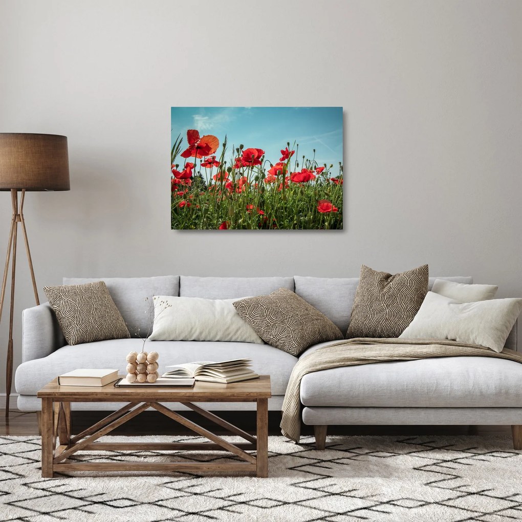 Kép - Pipacsos mező (üvegen) (70x50 cm)