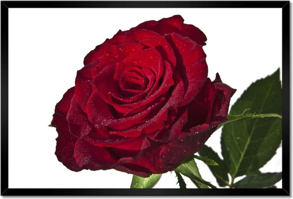 Poszter keretben 60x40 Vörös rózsa fehér