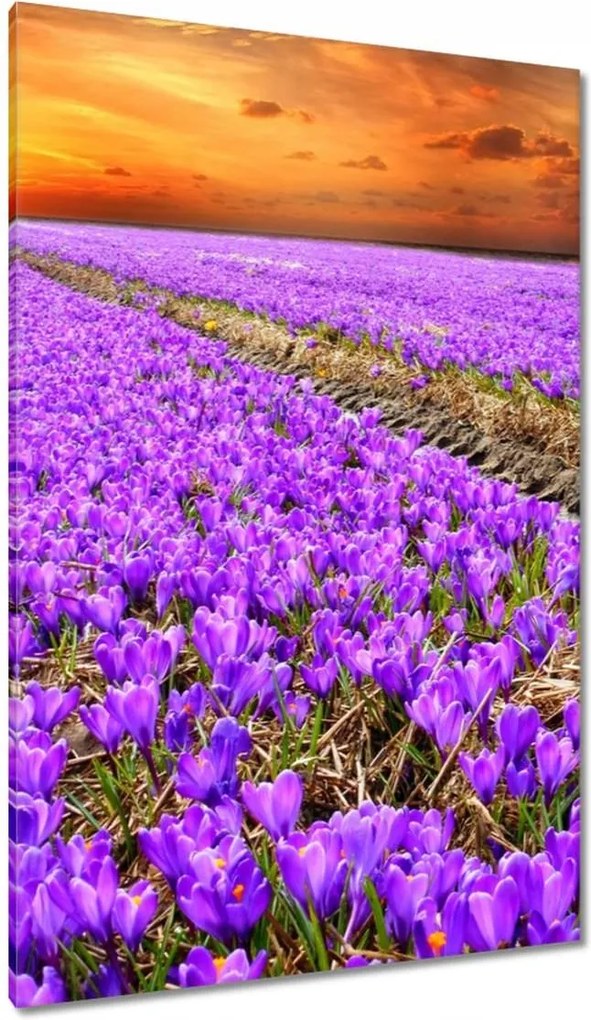 Vászonkép 80x120 Tenger krokus