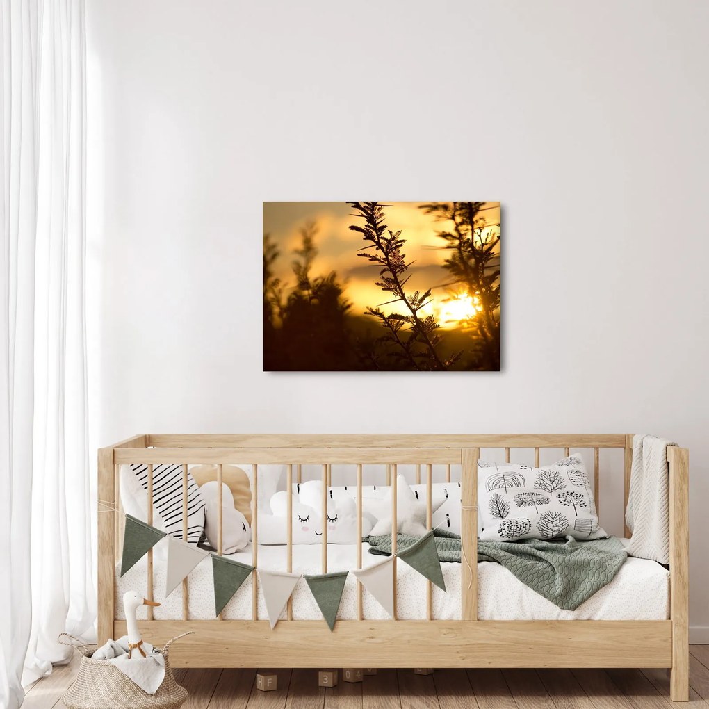 Kép - A nap lenyugszik a fák mögött (70x50 cm)