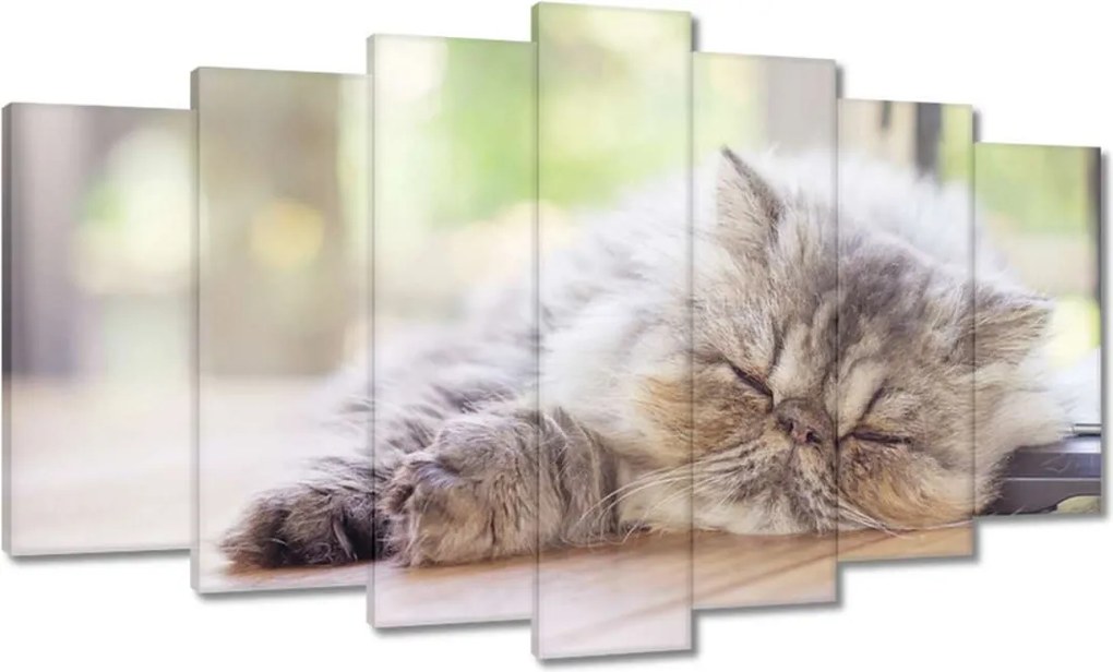 Képek 140x80 Cica Cicák