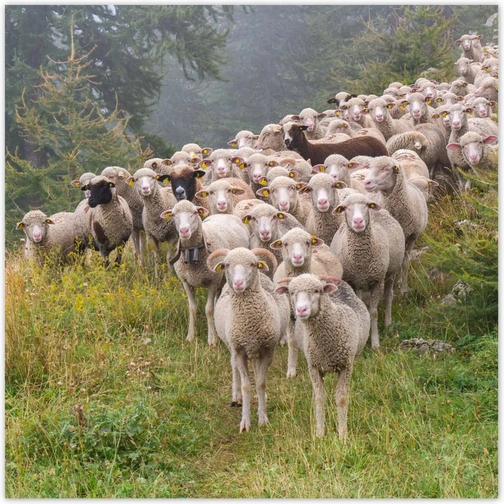 Poszterek 100x100 Juh legeltetés Bárányok Juhok