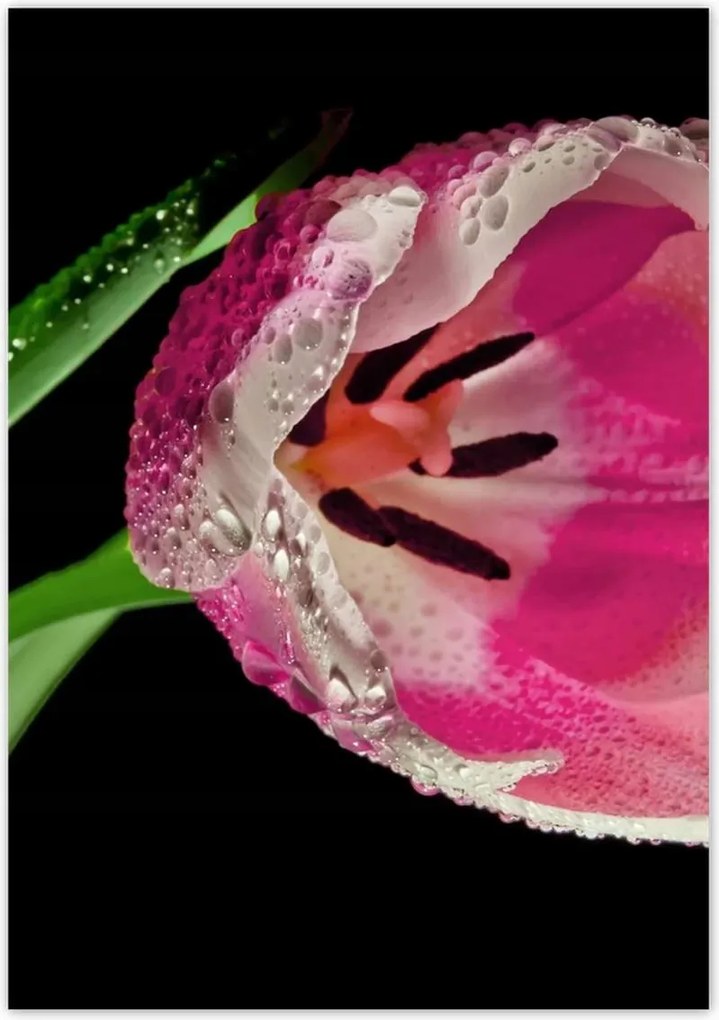 Poszterek 70x100 Rózsaszín tulipán