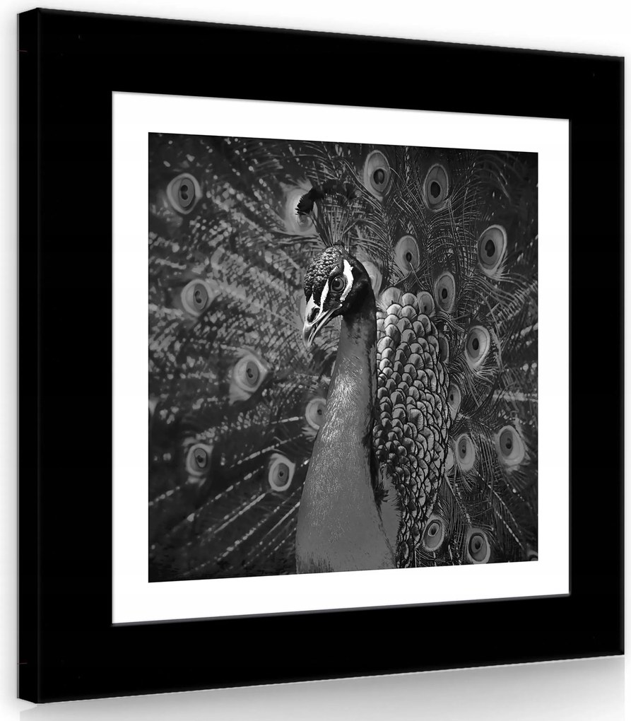 Vászonkép 40x40 Páva szétnyitott farok fekete-fehér elegancia fenség természet toll