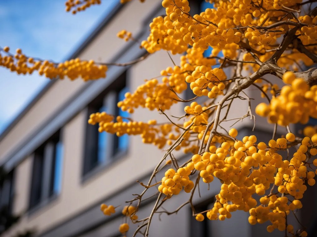 Poszter 40x30cm Arany bogyók