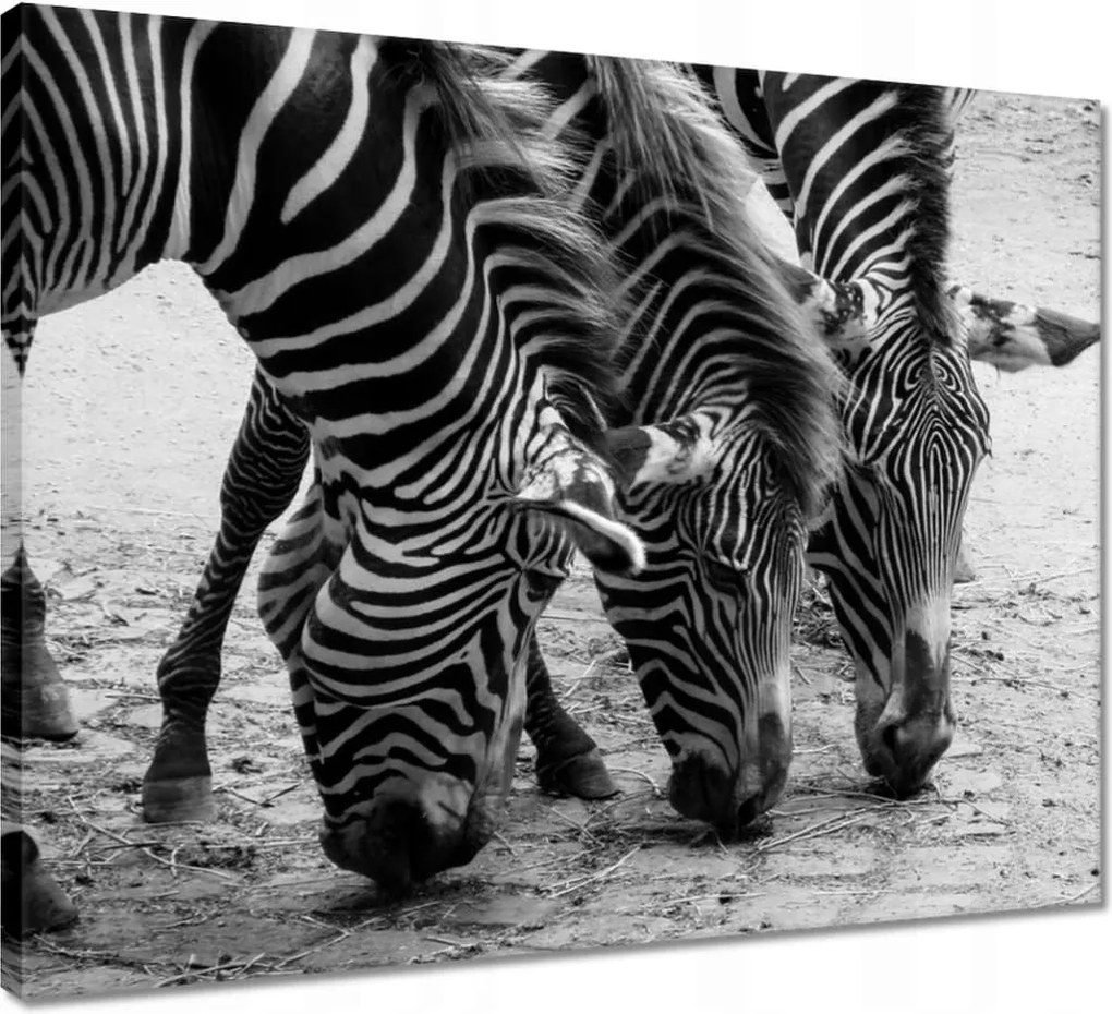 Vászonkép 50x40 Három zebra