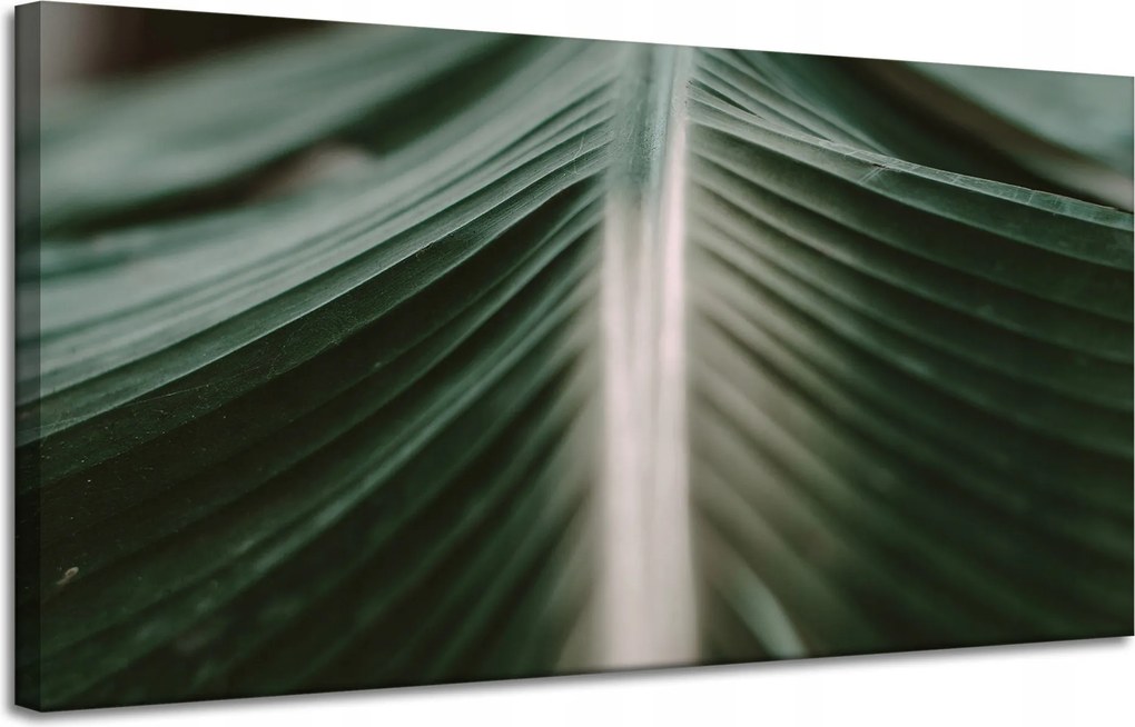 Vászonkép Természet Pálmalevél 120x60