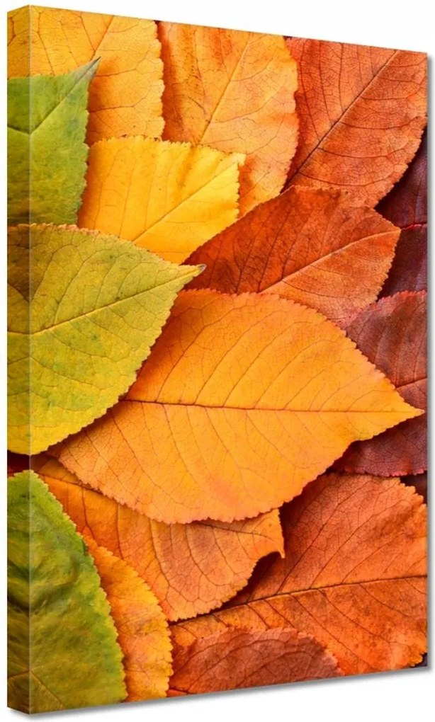 Vászonkép 20x30 Őszi színes levelek Levelek az ősz színeiben