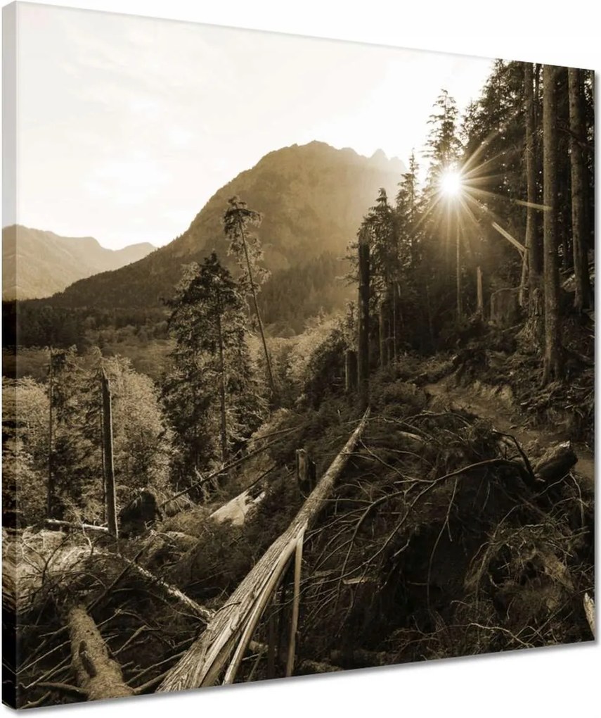 Vászonkép 40x40 Szépia tájkép Szépia