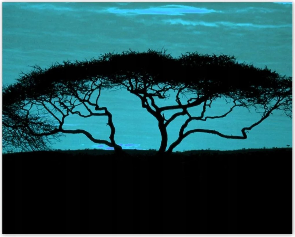 Poszterek 50x40 Akác a szavannán