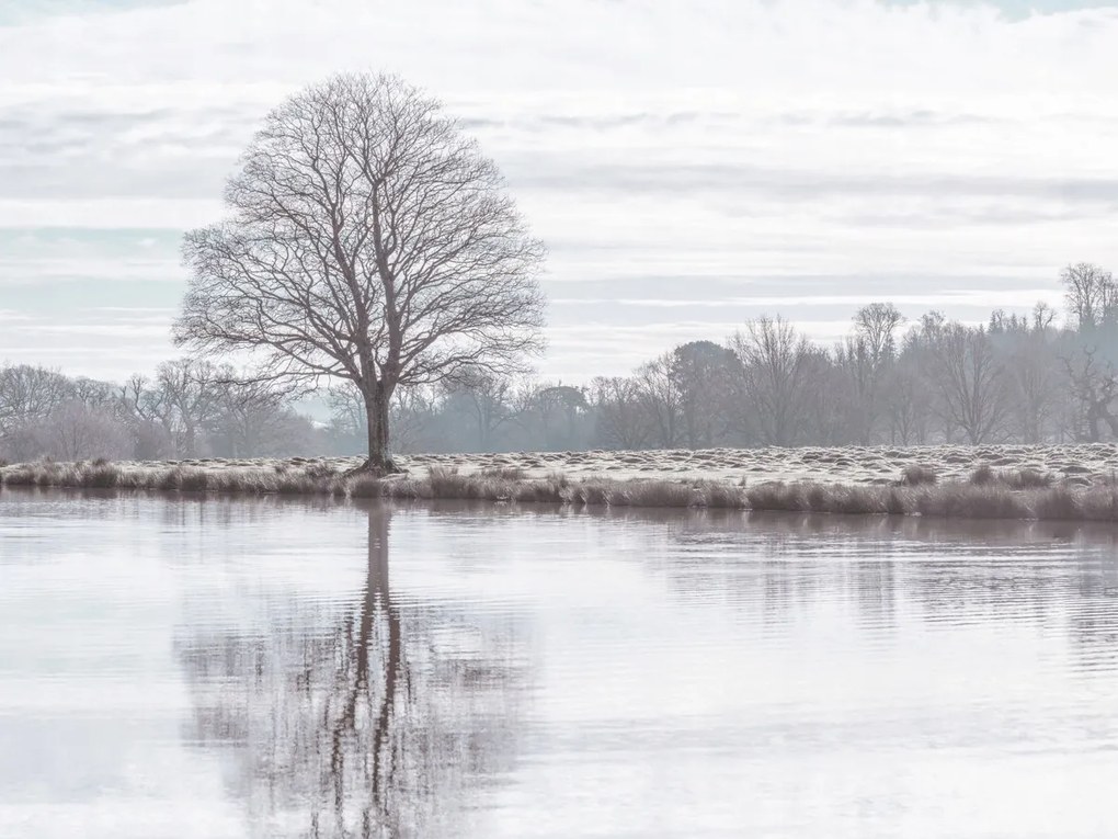 Poszter 80x60cm Fa tükröződése a tóban, Assaf Frank