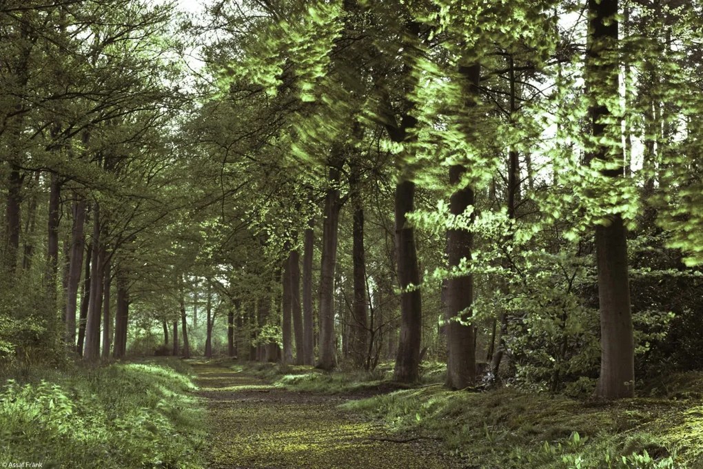 Poszter 30x20cm Tavaszi erdei ösvény 2, Assaf Frank