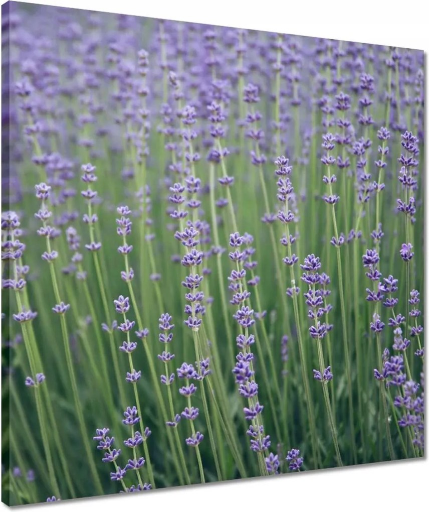 Vászonkép 50x50 Levendula világ