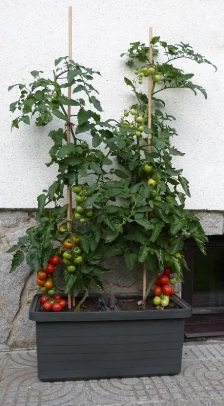 Berberis DUO Önöntöző virágláda, terrakotta, 78 cm