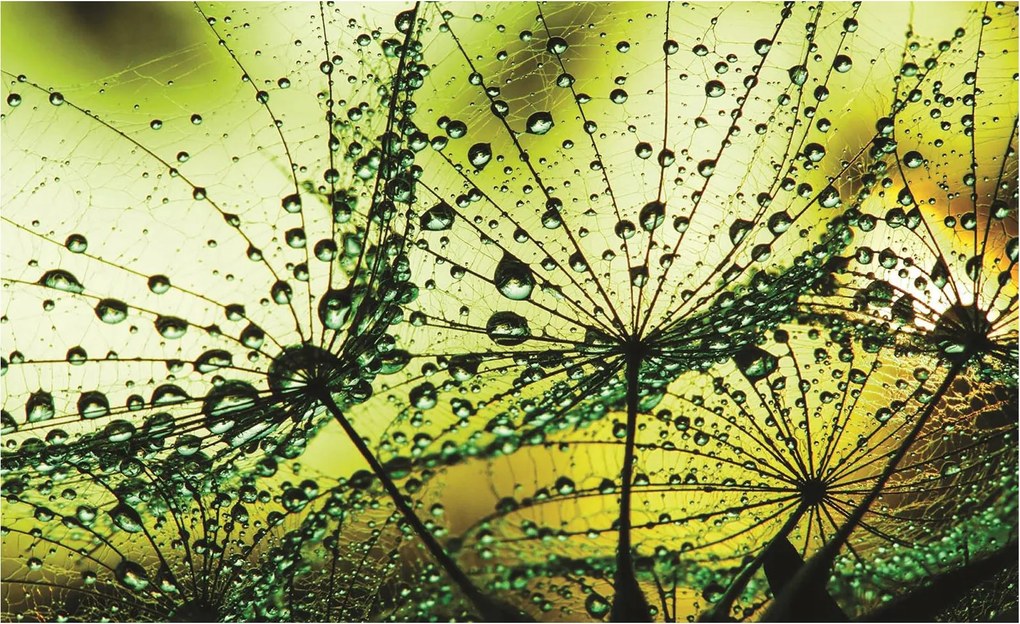 Fotótapéta Makro pitypang harmattal Finom háttér Méretek 208x146 +ragasztó