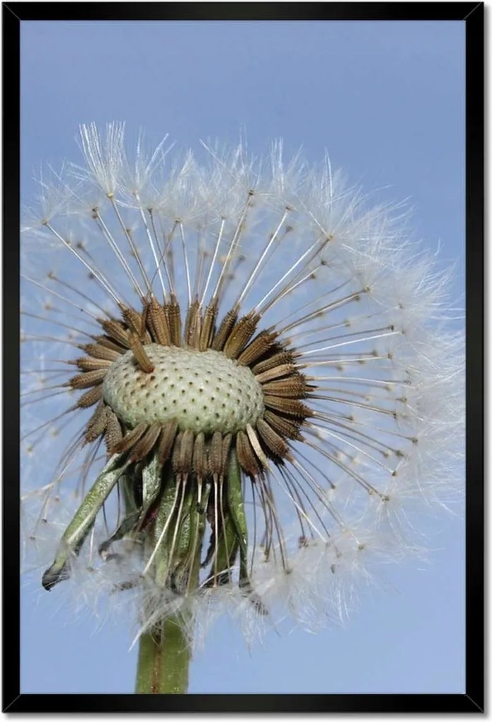 Poszterek keretben 40x60 Pitypang Virág Virágok