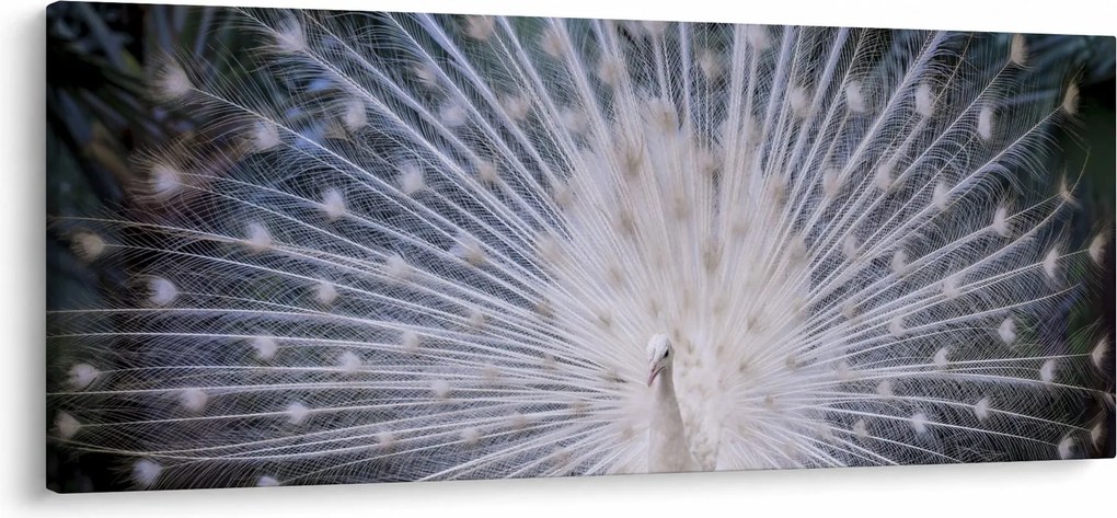 Kép - Fehér páva (120x50 cm)