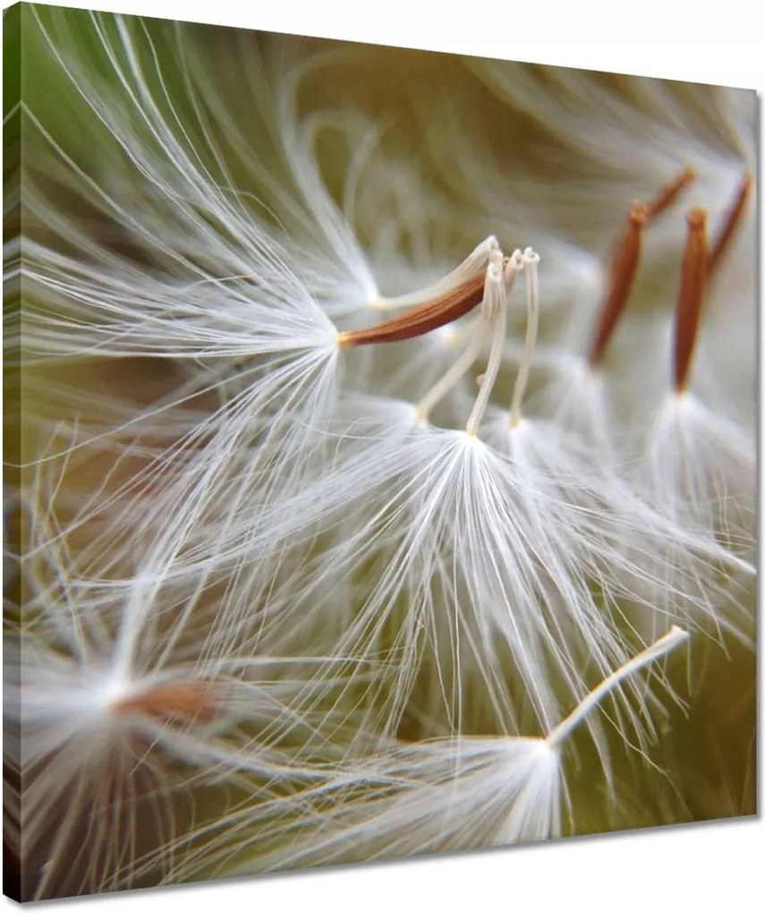 Vászonkép 40x40 Pitypang Virág Virágok