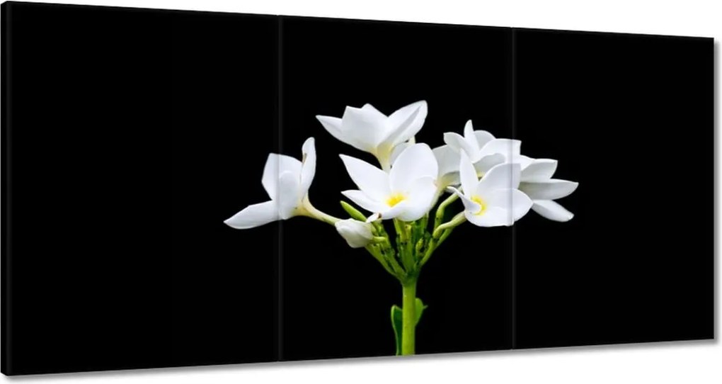 Vászonkép 180x90 Virág Frangipani plumeria