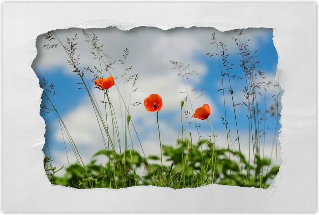 Poszterek 90x60 Piros mezei pipacs