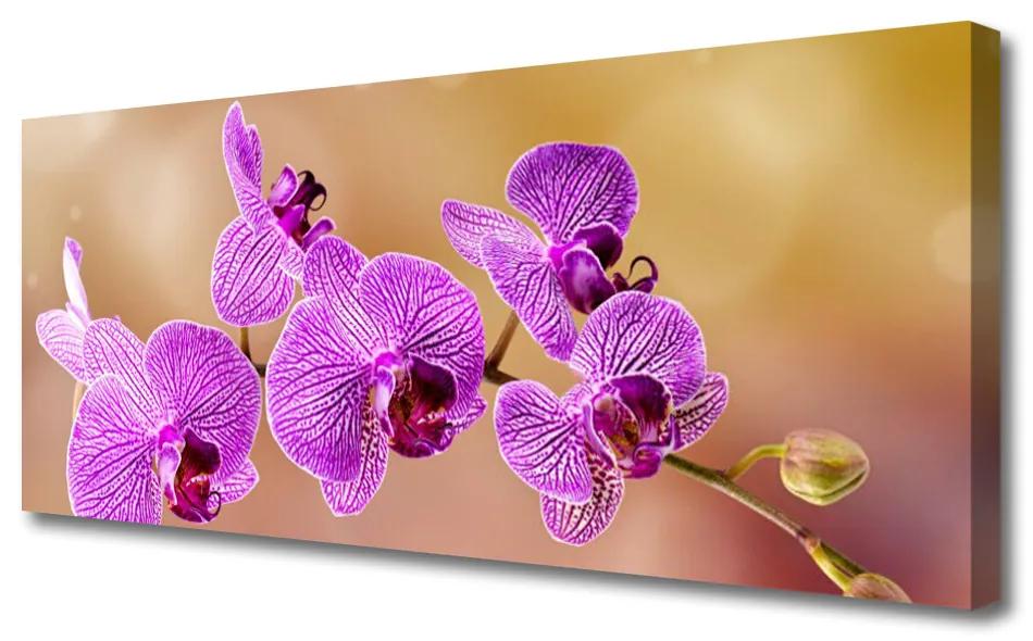 Vászonfotó Rügyek orchidea virágok Természet 100x50 cm