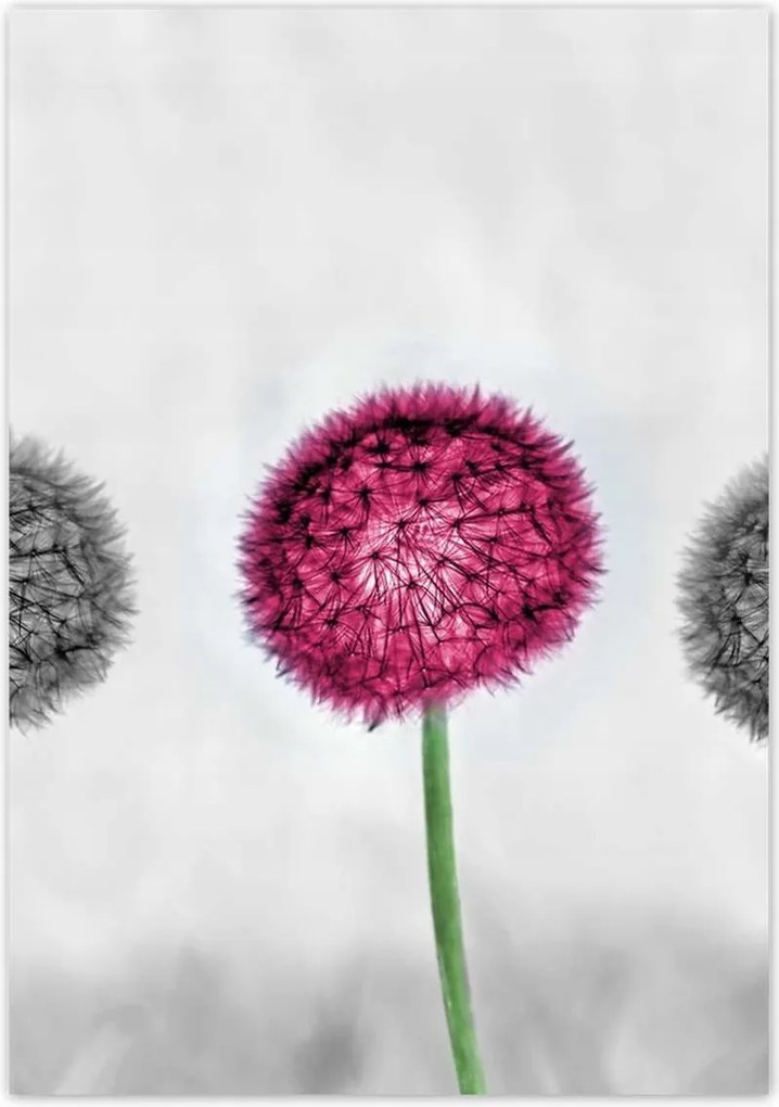 Poszterek 70x100 Rózsaszín pitypang virág