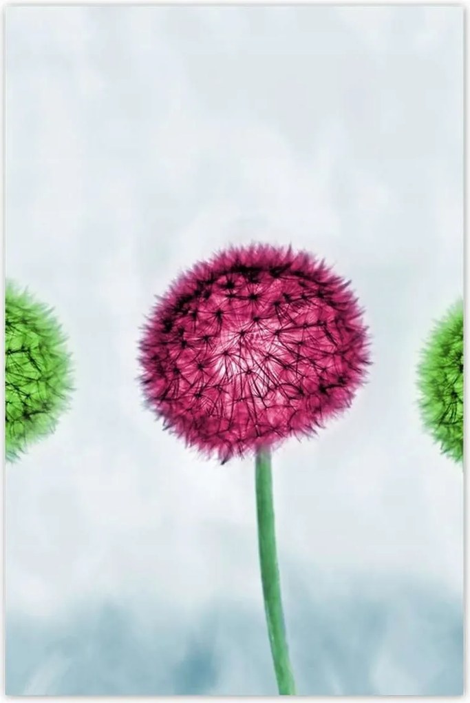 Poszterek 60x90 Színes pitypangok