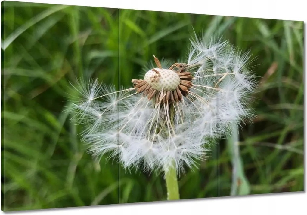 Vászonkép 120x80 Pitypang Virág Virágok