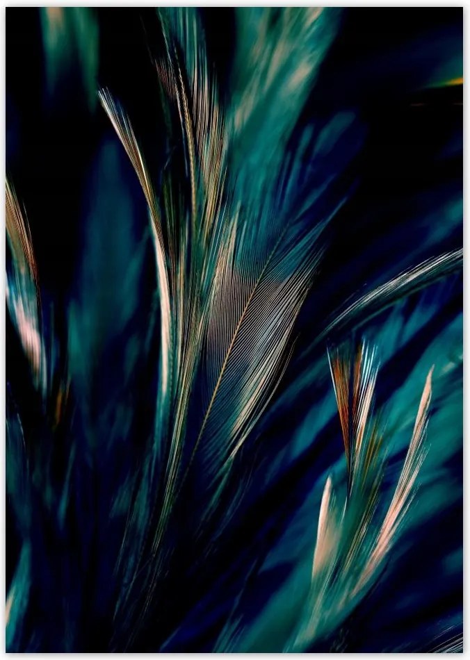 Poszterek A4 Pion Puha páva tollak