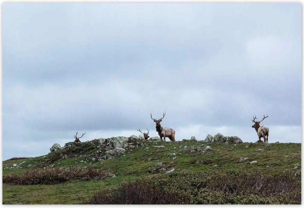 Poszterek 200x135 Szarvas felszarvazott