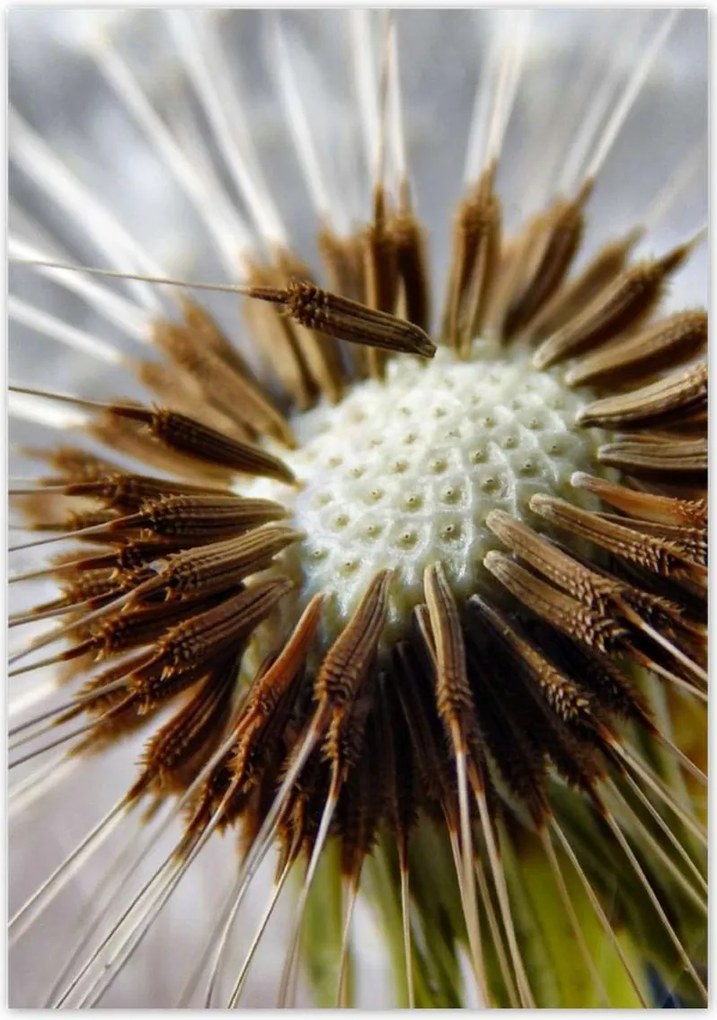 Poszterek 70x100 Pitypang Virág Virágok