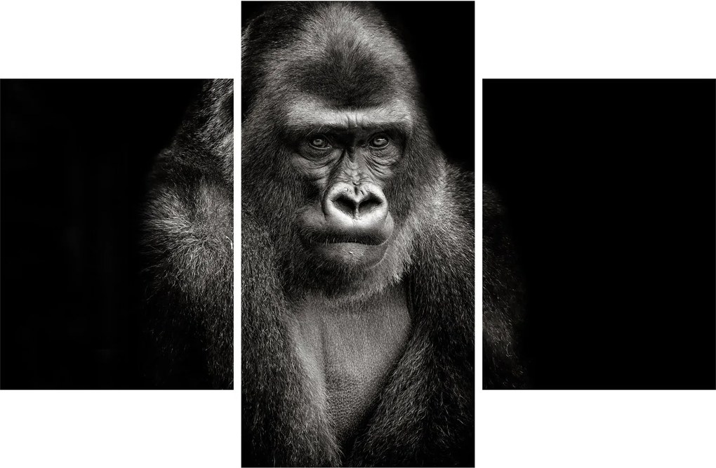 Kép - Gorilla (90x60 cm)