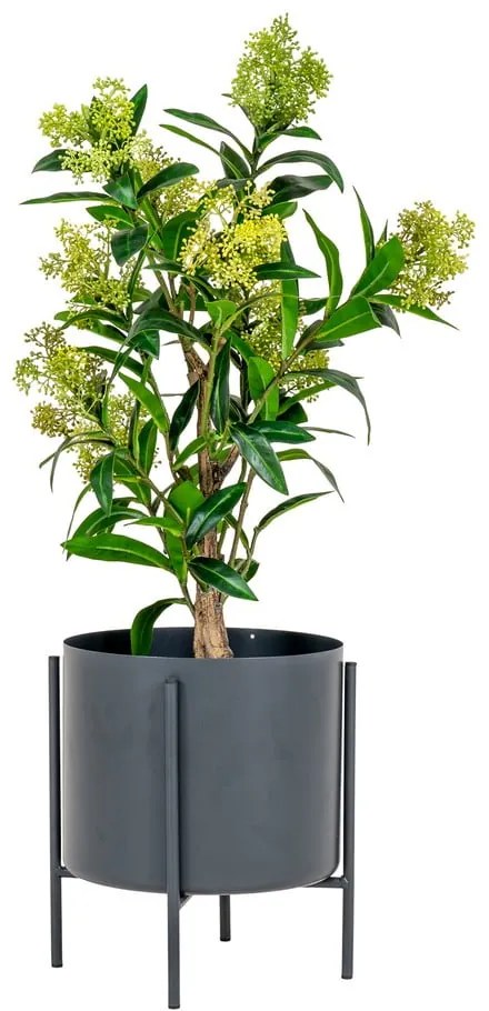 Műnövény Skimmia – House Nordic