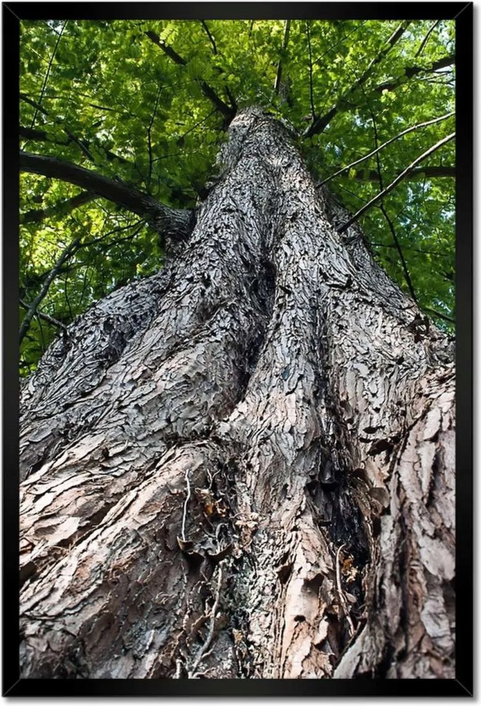 Poszterek keretben 40x60 Fa Kilátás