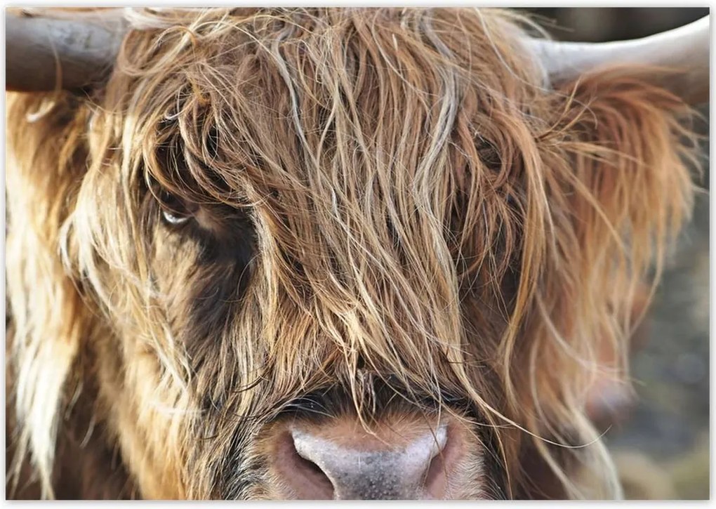 Poszterek 100x70 Skót tehén szarvakkal